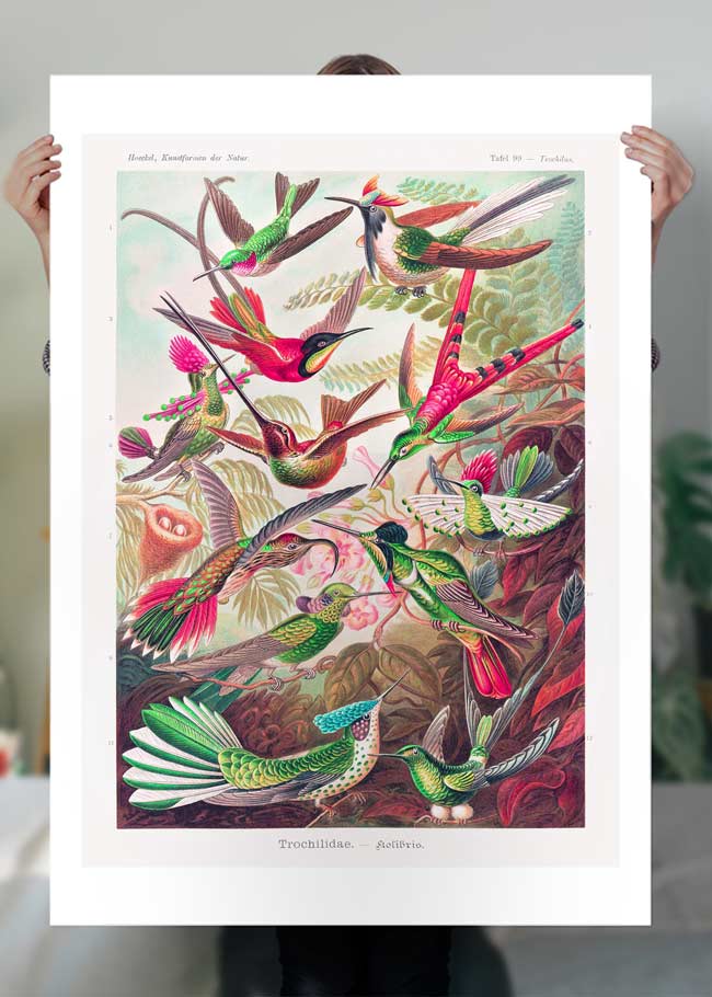 Tropical Birds Vintage Antique Print