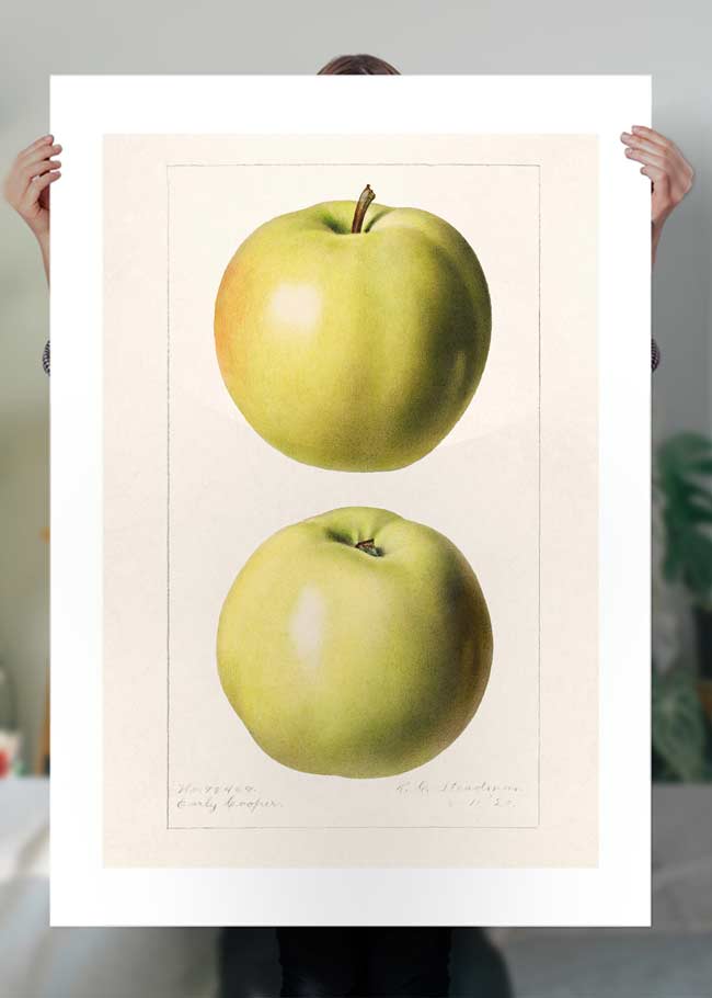 Two Apples Vintage Antique Print