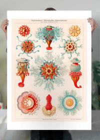 Jellyfish Vintage Antique Print