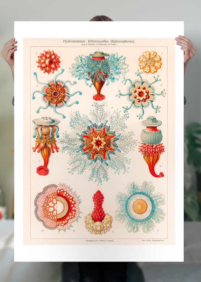 Jellyfish Vintage Antique Print