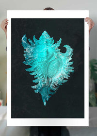 Large Conch Sea Shell Blue Antique Print