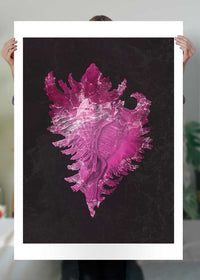 Large Conch Sea Shell Pink Antique Print