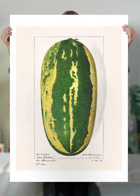 Watermelon Antique Vintage Fruit Print