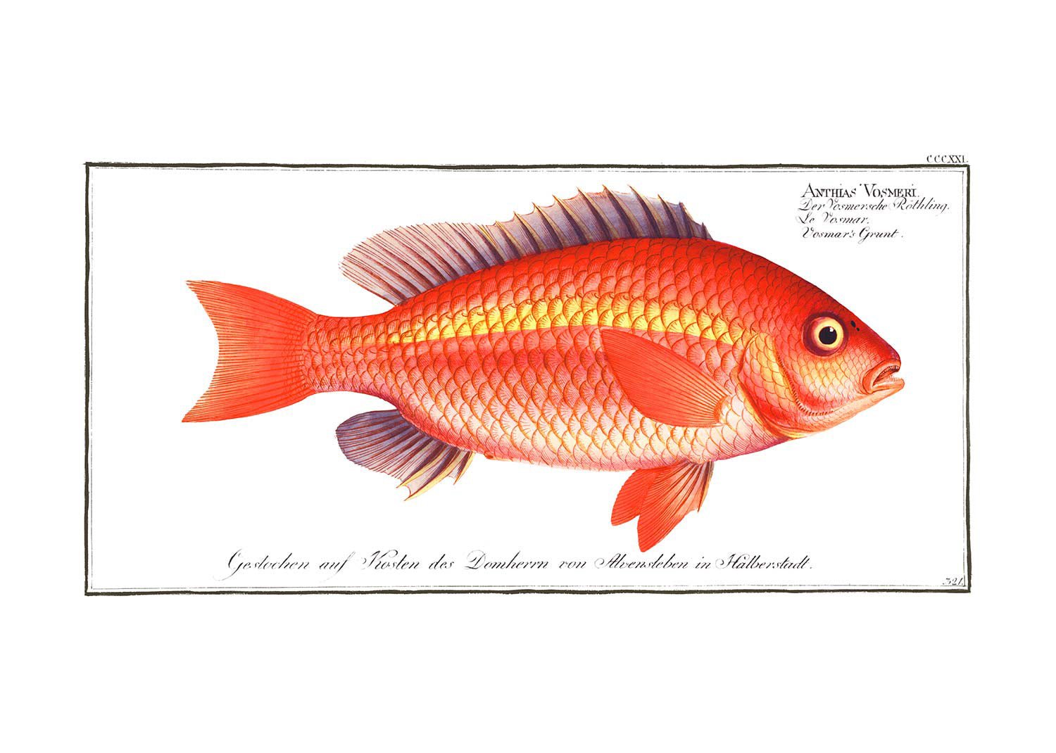 Goldfish Antique Vintage Print