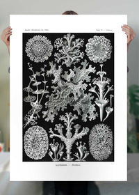 Lichens Black and White Vintage Antique Print