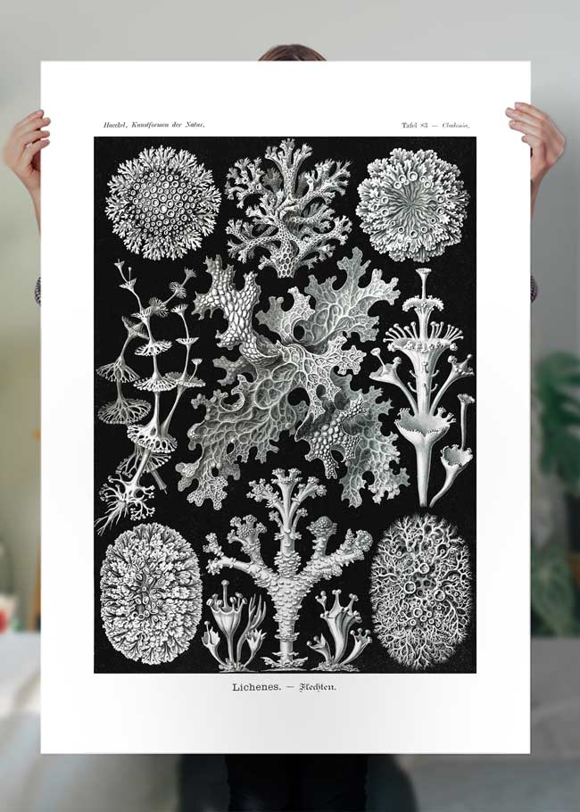 Lichens Black and White Vintage Antique Print