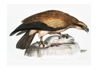 Eagle Vintage Antique Bird Print