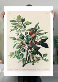 Ground Dove Vintage Antique Bird Print