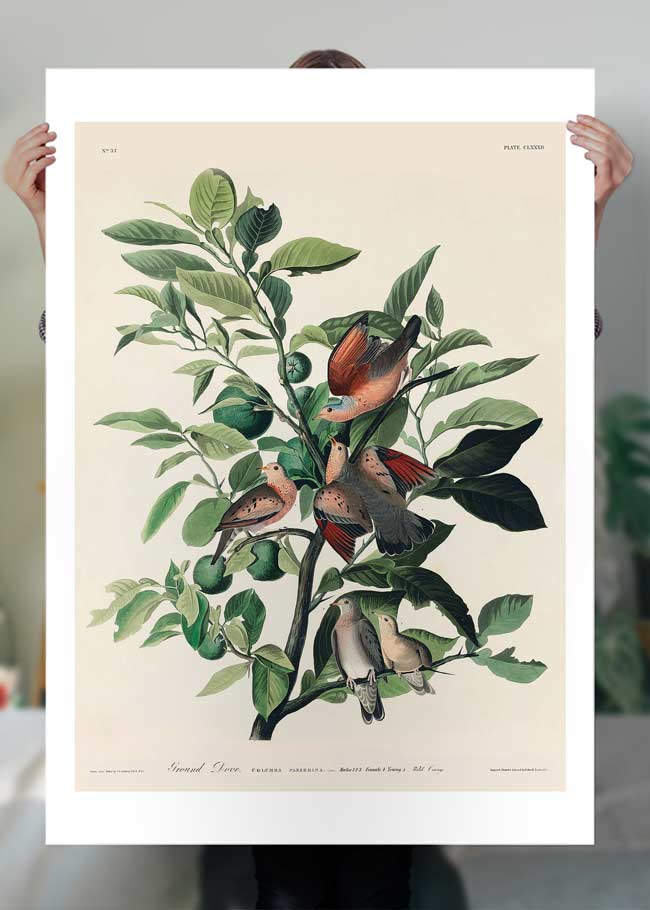 Ground Dove Vintage Antique Bird Print