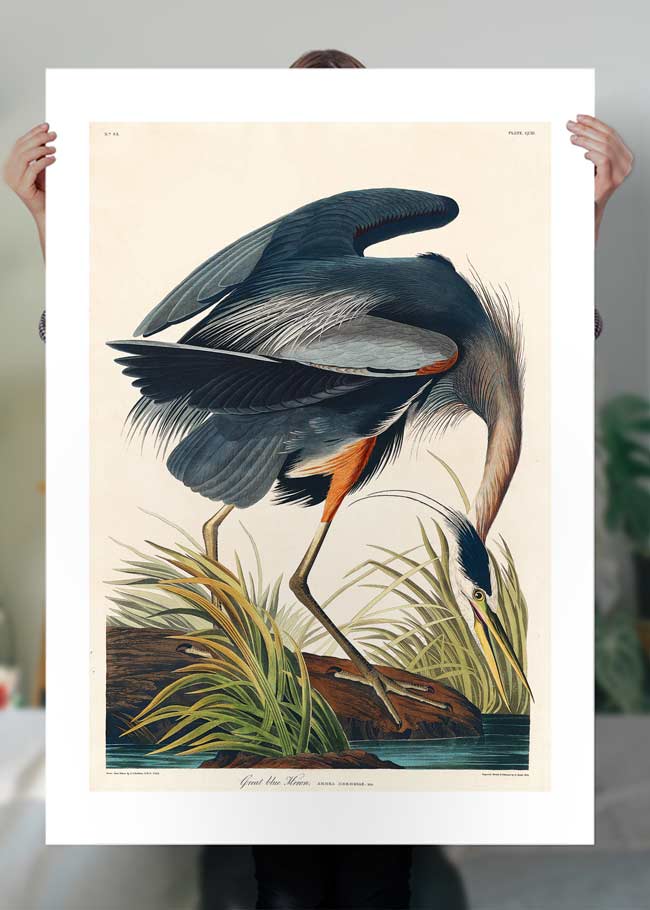 Blue Heron Vintage Antique Bird Print