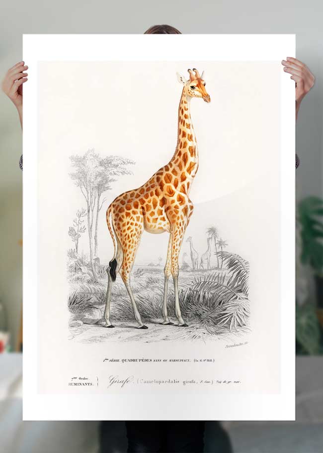 Giraffe Vintage Antique Print