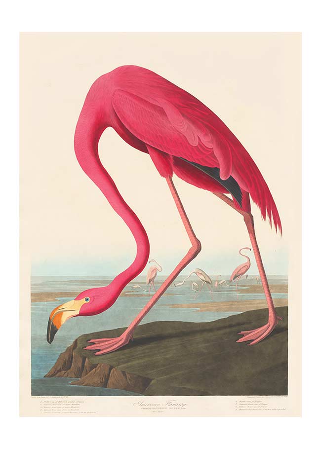 American Flamingo Vintage Antique Bird Print – InkAndDrop