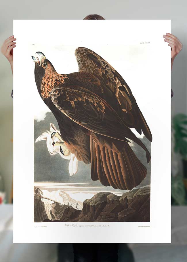 Golden Eagle Vintage Antique Bird Print