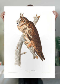 Long Eared Owl Vintage Antique Bird Print