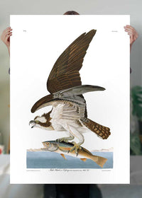 Fish Hawk Vintage Antique Bird Print
