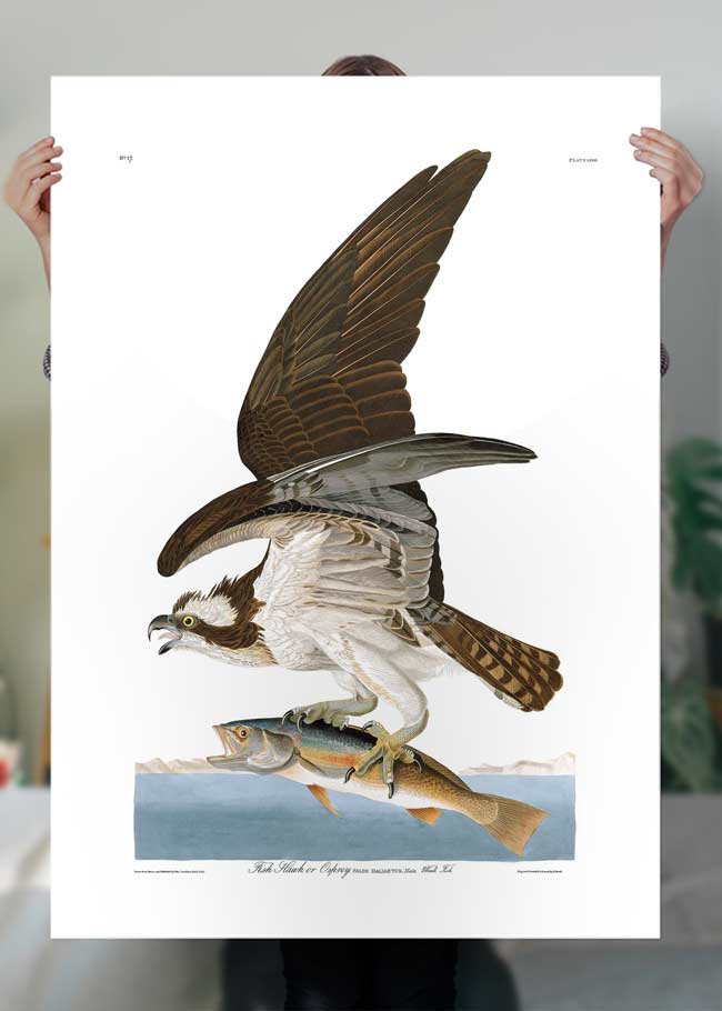 Fish Hawk Vintage Antique Bird Print