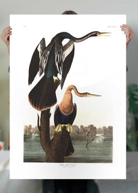 Black Bellied Darter Vintage Antique Bird Print