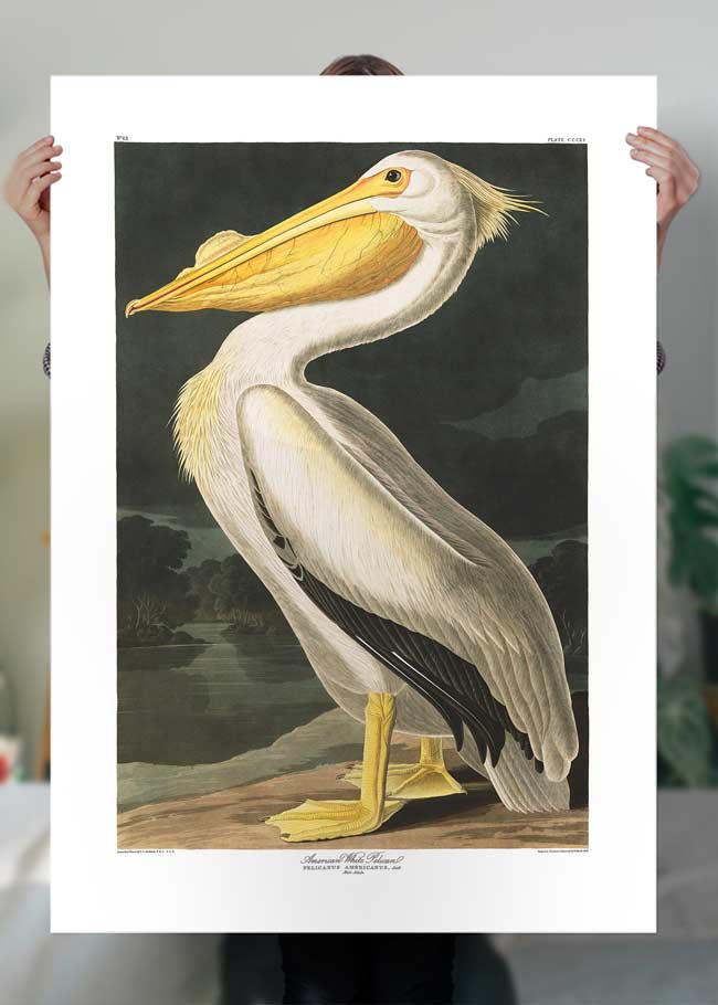 American White Pelican Vintage Antique Bird Print