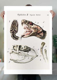 Vintage Snake Illustration Print