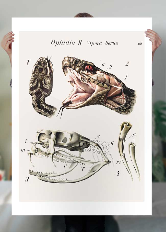 Vintage Snake Illustration Print