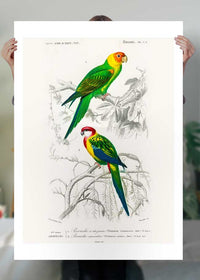 Parakeets Vintage Bird Print