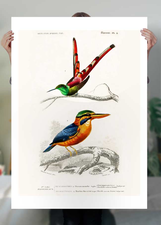 Passerine Vintage Bird Print