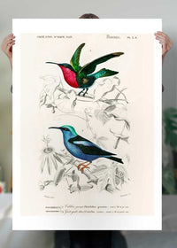Hummingbird Vintage Bird Print