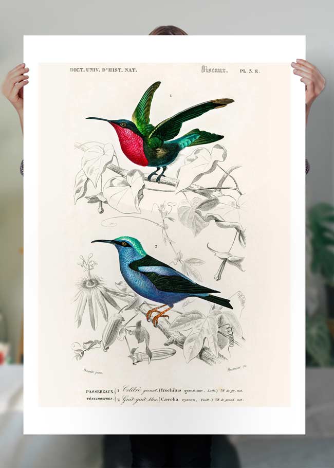 Hummingbird Vintage Bird Print