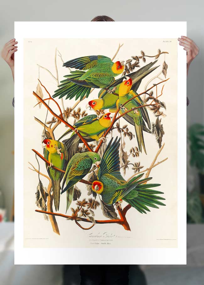 Carolina Parrot Vintage Bird Print