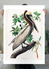 Brown Pelican Vintage Bird Print