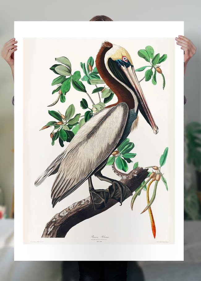 Brown Pelican Vintage Bird Print