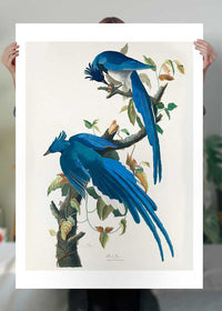 Columbia Jay Vintage Bird Print