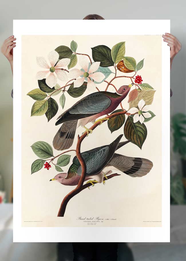 Band Tailed Pigeon Vintage Bird Print