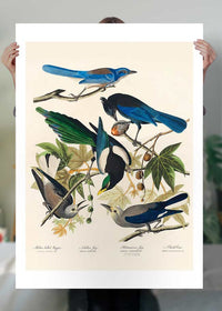 Five Birds Vintage Bird Print