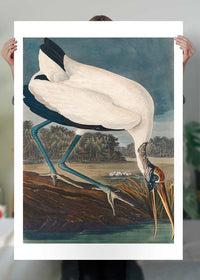 Wood Stork Vintage Bird Print