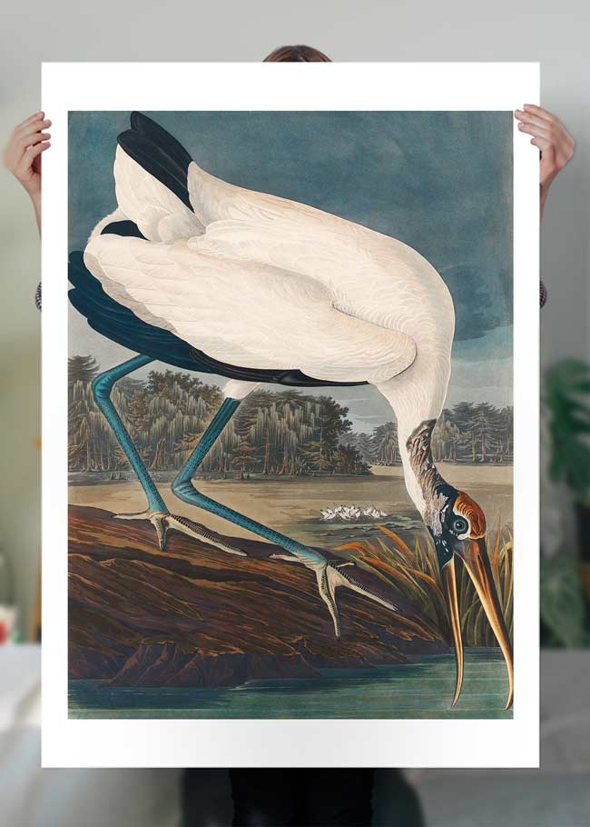 Wood Stork Vintage Bird Print