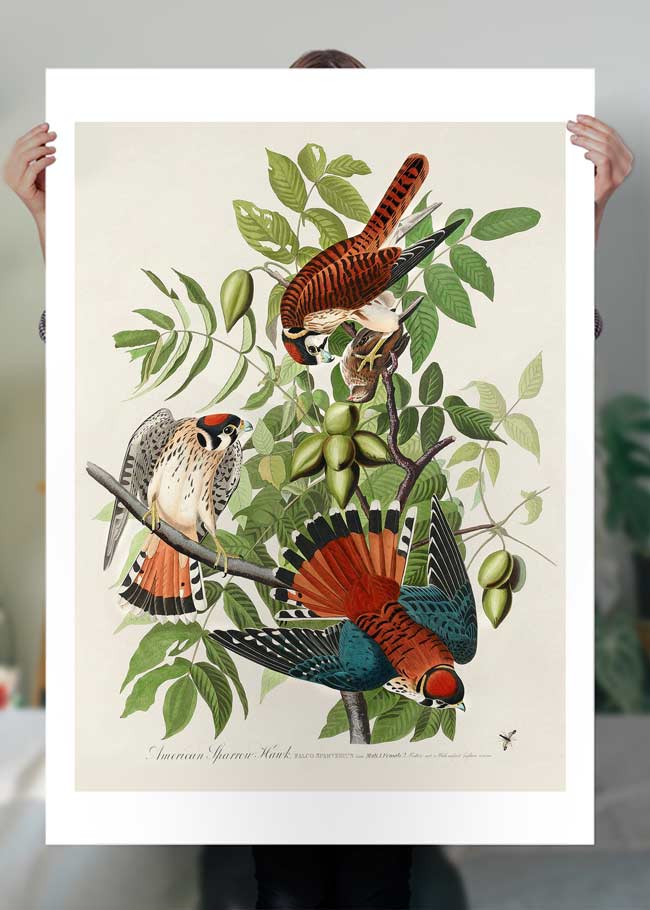 American Sparrow Hawk Vintage Bird Print
