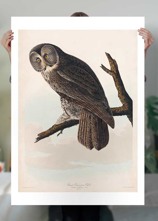 Great Owl Vintage Bird Print