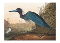 Blue Crane Vintage Bird Print