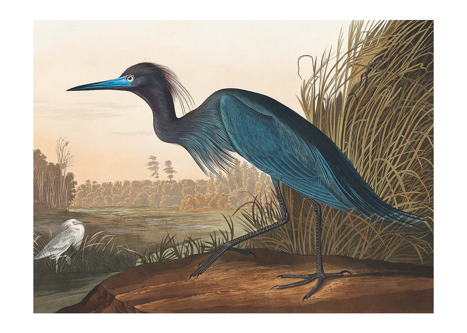 Blue Crane Vintage Bird Print
