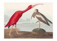 Scarlet Ibis Vintage Bird Print