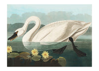 Common Swan Vintage Bird Print