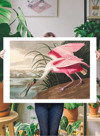 Spoonbill Vintage Bird Print