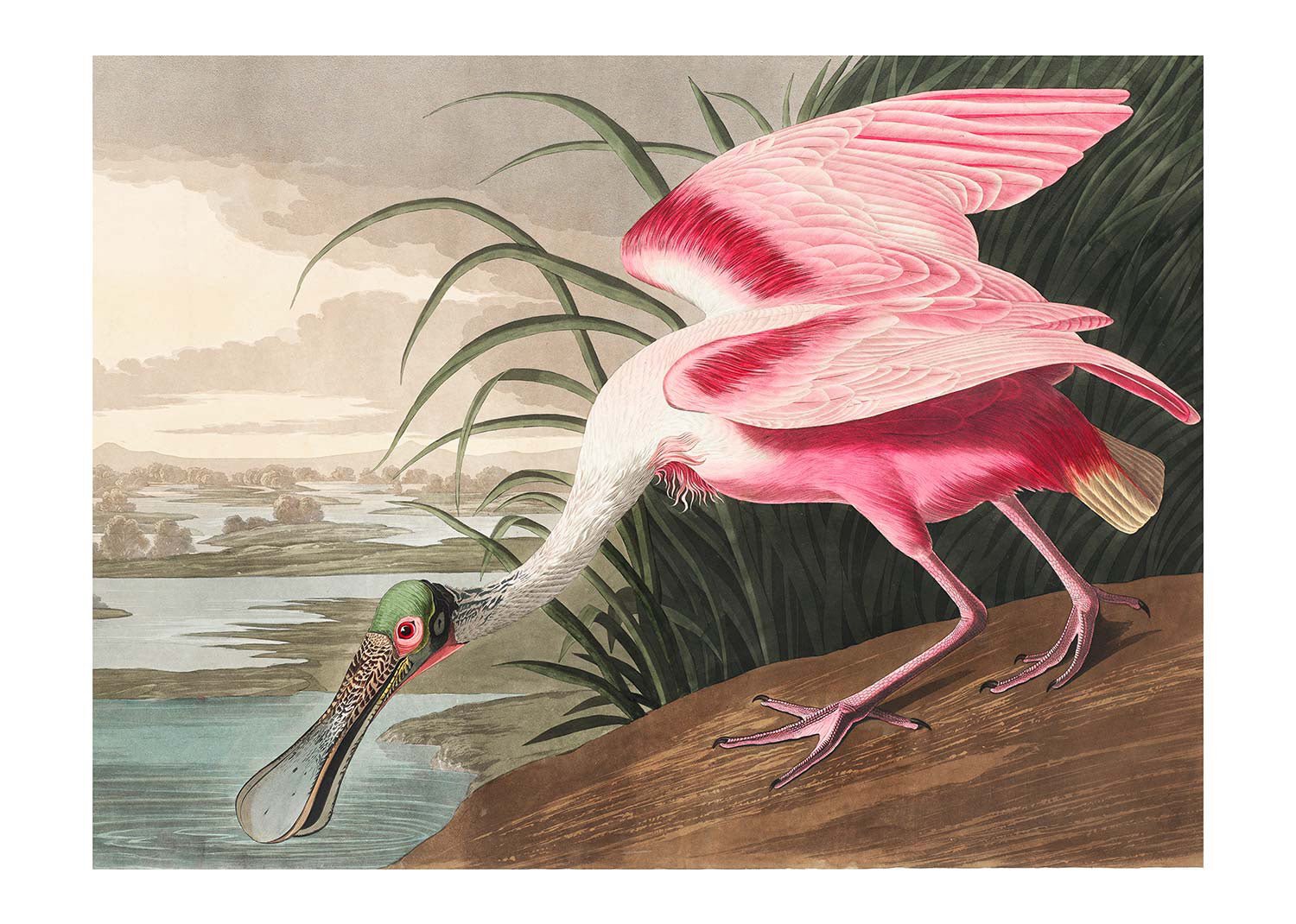 Spoonbill Vintage Bird Print