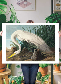 White Heron Vintage Bird Print