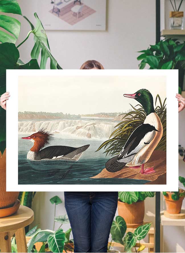 Goosanders Vintage Bird Print