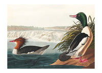 Goosanders Vintage Bird Print