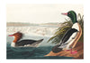 Goosanders Vintage Bird Print