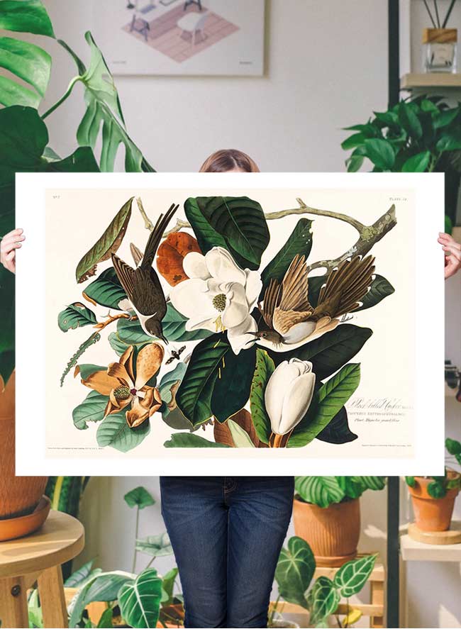 Black Billed Cuckoo Vintage Bird Print