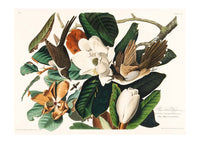 Black Billed Cuckoo Vintage Bird Print